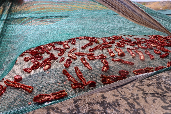 Iğdır'ın "domates kurusu" Avrupa pazarında